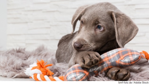 Dekorative
		  Grafik