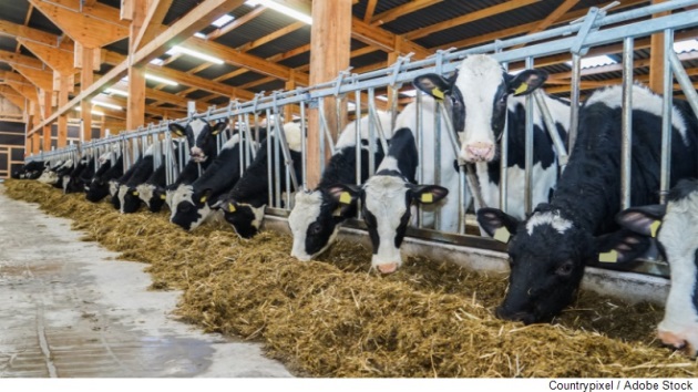 Dekorative
		  Grafik